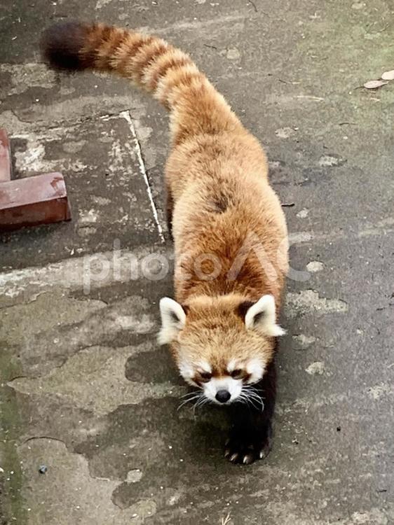 動物園　のびのび動き回るレッサーパンダ2 レッサーパンダ,のんびり,動物の写真素材