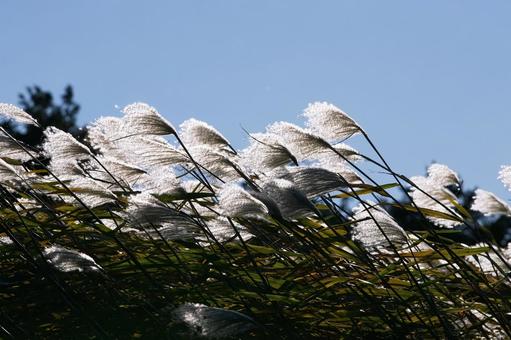 風に揺れるススキの穂 ススキ,穂,秋の写真素材