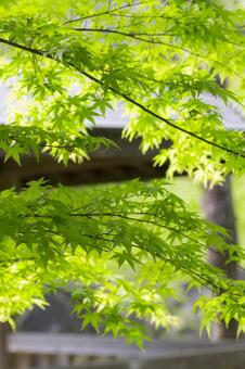 新緑のもみじ 新緑のもみじの写真