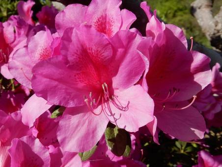 【花の写真】ツツジの花 【花の写真】ツツジの花 ツツジ,つつじ,躑躅の写真素材