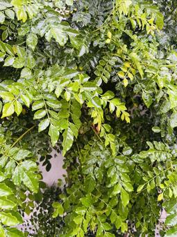 美しいグリーンの背景 葉っぱ,植物,ボタニカルの写真素材