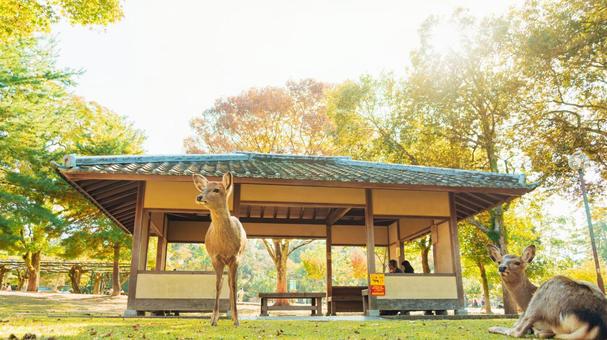 奈良公園 奈良公園,奈良,観光の写真素材