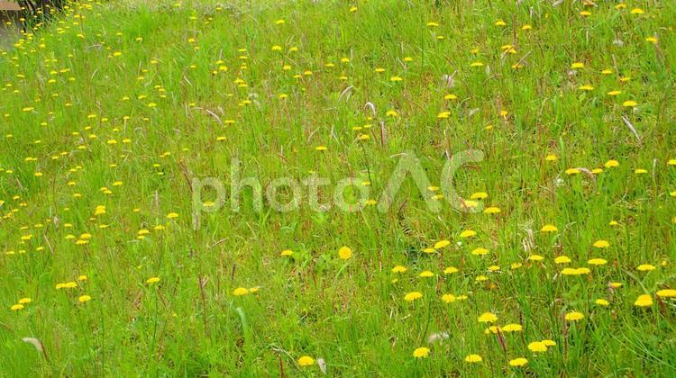 たんぽぽの畦 たんぽぽ,蒲公英,タンポポの写真素材