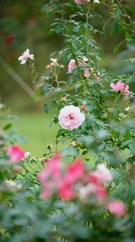 庭園に咲く桃のバラ バラ,花,桃の写真素材