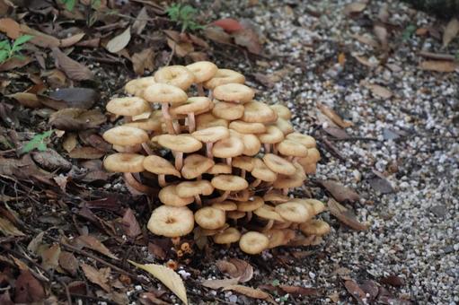 野生のキノコの生えた風景 野生,キノコ,生えたの写真素材