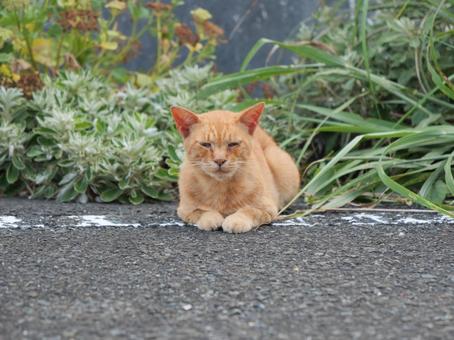 海辺でのんびり過ごす野良猫 海辺でのんびり過ごす野良猫の写真