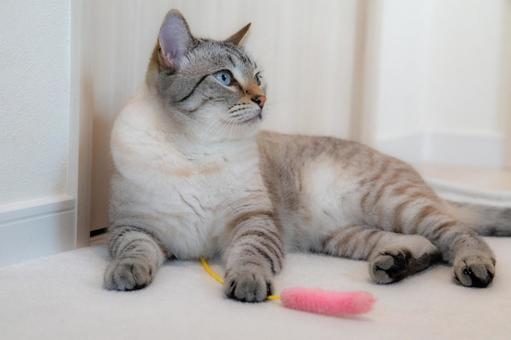 床に寝そべる猫 床に寝そべる猫の写真