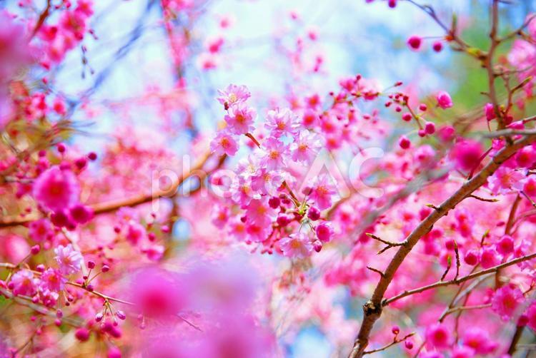 満開のしだれ桜 枝垂れ桜,しだれ桜,サクラの写真素材