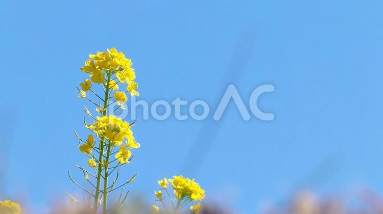 菜の花と青空の背景素材 横長 菜の花,青空,春の写真素材