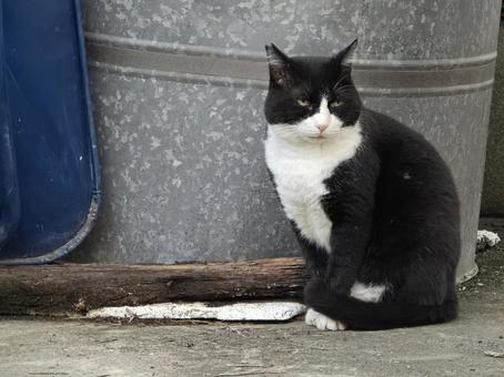 ドラム缶の前の猫 ドラム缶の前の猫の写真