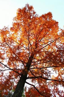 秋のメタセコイア 秋のメタセコイア メタセコイア,紅葉,空の写真素材