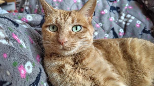 茶トラの女の子 ねこ,茶トラ,メス猫の写真素材