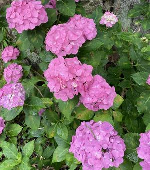 ピンクの紫陽花 ピンクの紫陽花の写真
