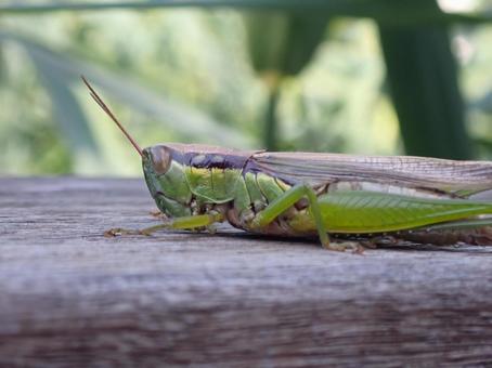 バッタの写真