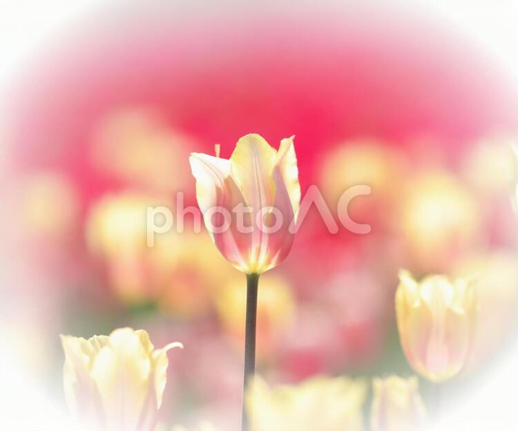 満開の美しいチューリップ畑 チューリップ,花,晴れの写真素材