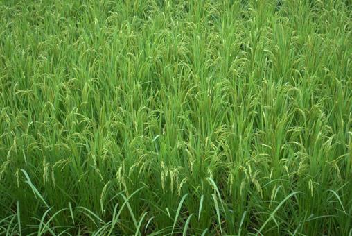 夏の田んぼの稲穂 夏の田んぼの稲穂の写真