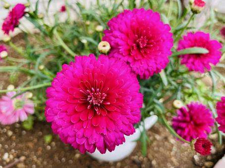 マーガレット(マリー)の写真