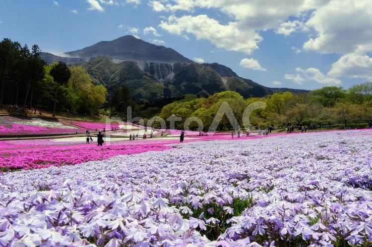 羊山公園の芝桜 シバザクラ,flower,羊山公園の写真素材