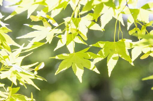 若葉のもみじ 若葉のもみじ 若葉,もみじ,新緑の写真素材