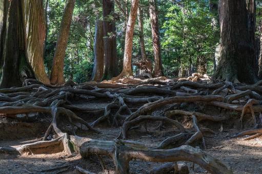 京都 鞍馬寺 木の根道 京都 鞍馬寺 木の根道の写真