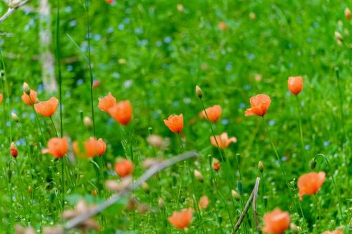 草原に咲くオレンジ色のヒナゲシ 草原に咲くオレンジ色のヒナゲシの写真