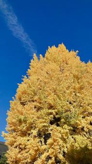 イチョウの木 イチョウ,秋,紅葉の写真素材