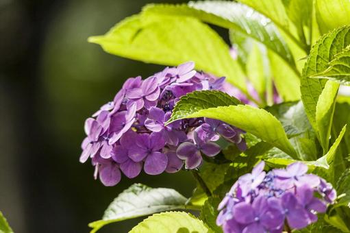 サンテパルクの紫陽花7(田原市) サンテパルクの紫陽花7(田原市) アジサイ,花,フラワーの写真素材