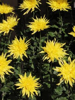 和菊・わぎく 和菊・わぎくの写真