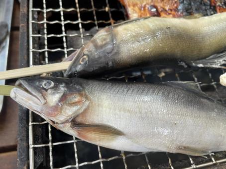 魚 魚の写真