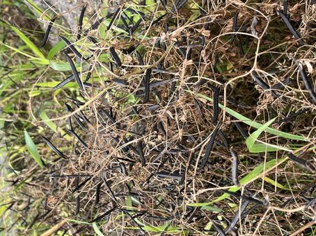 熟したエンドウ豆 熟したエンドウ豆 エンドウ,熟したエンドウ,草の写真素材