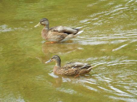 【鳥の写真】マガモ(真鴨) 【鳥の写真】マガモ(真鴨) マガモ,真鴨,生き物の写真素材