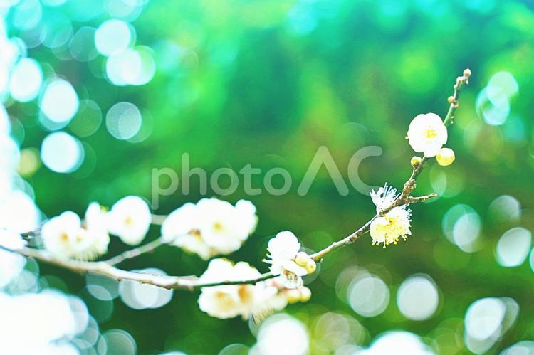 緑の中、木漏れ日に輝く白い梅 梅,白,ホワイトの写真素材