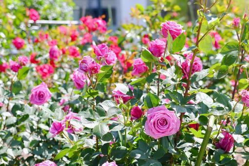 薔薇 紫雲 薔薇 紫雲 薔薇,紫雲,花の写真素材