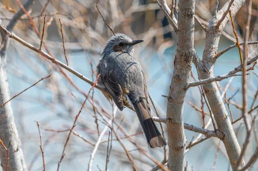 冬の枝にとまるヒヨドリ ヒヨドリ,鳥,野鳥の写真素材