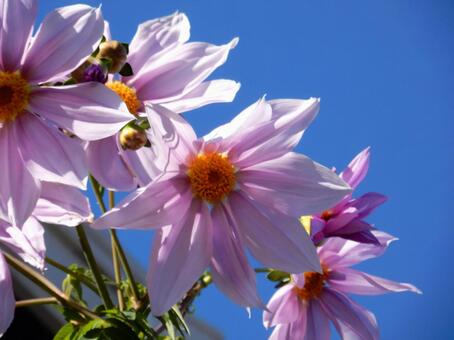 【花の写真】皇帝ダリア 皇帝ダリア,コウテイダリア,植物の写真素材