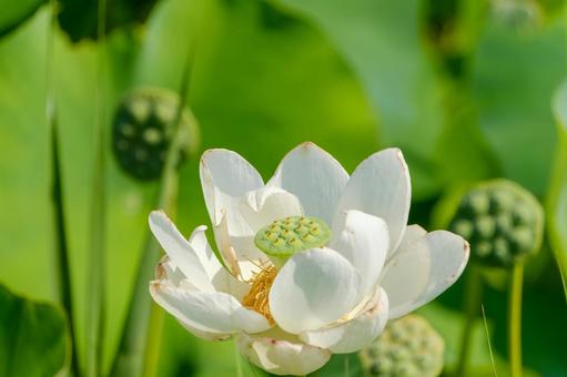 実をつけた白い蓮の花 実をつけた白い蓮の花の写真