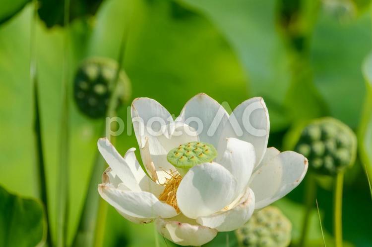 実をつけた白い蓮の花 蓮,花,白の写真素材