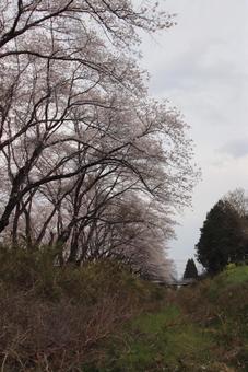 桜 桜の写真