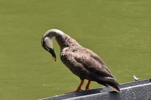 下を向く鴨 鳥,野鳥,自然の写真素材