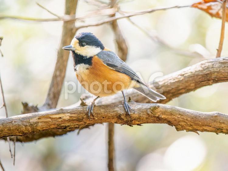 枝にとまるヤマガラ ヤマガラ,野鳥,鳥の写真素材