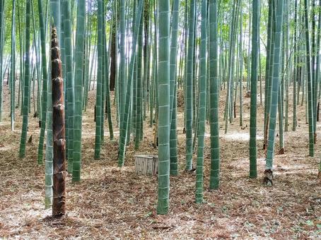 偕楽園の竹林にだいぶ伸びたタケノコ 偕楽園の竹林にだいぶ伸びたタケノコの写真