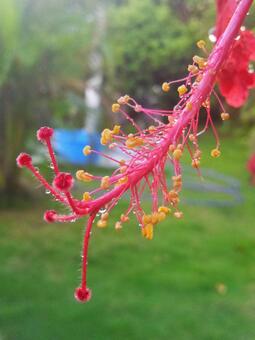 ハイビスカス ハイビスカスの写真