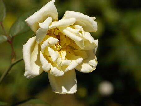 薔薇ザ・レディ・ガーデナーの素朴な美しさ バラ,花,ガーデニングの写真素材