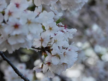 cherry blossoms, JPG cherry blossoms, JPG