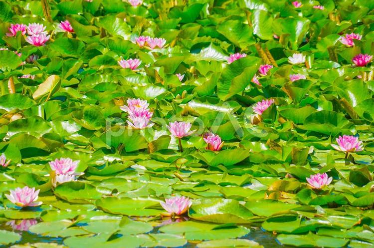 睡蓮が浮かぶ池 睡蓮,花,池の写真素材