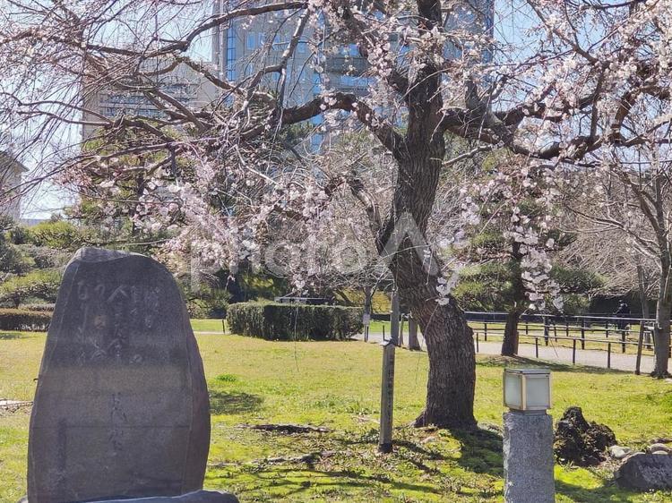 駿府城公園桜と石碑 駿府城公園,桜,春の写真素材