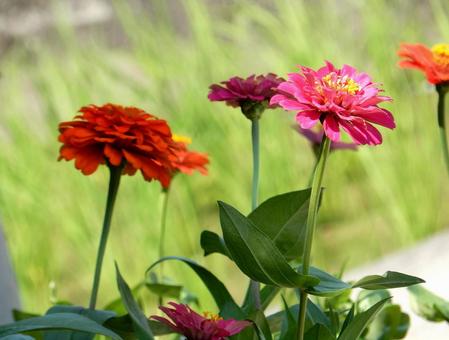 [Flower photo] Zinnia elegans, JPG