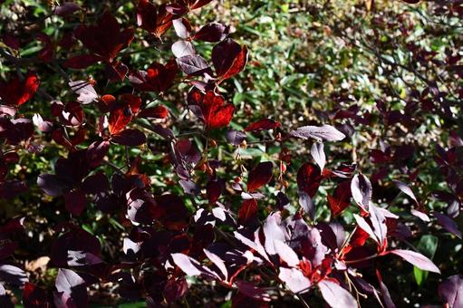 紅葉するドウダンツツジ属の木 紅葉,ドウダンツツジ,ツツジの写真素材