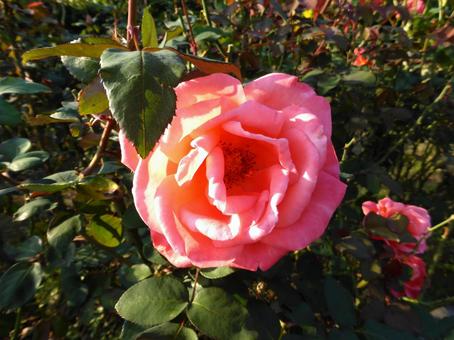 植え込みに咲くサーモンピンク色のバラ バラ,花,植物の写真素材