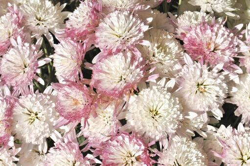 菊 菊,ピンク,桃色の写真素材